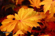 - Acer japonicum 'Indian Summer' Full Moon Japanese Maple - Mr Maple │ Buy Japanese Maple Trees