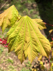 - Acer japonicum 'Indian Summer' Full Moon Japanese Maple - Mr Maple │ Buy Japanese Maple Trees