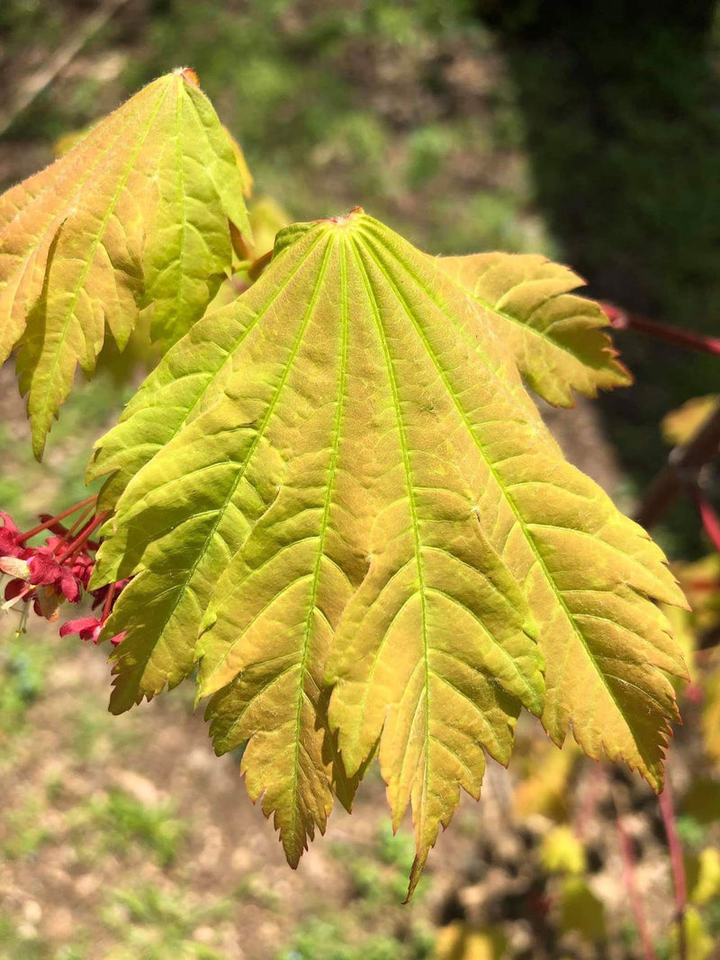 - Acer japonicum 'Indian Summer' Full Moon Japanese Maple - Mr Maple │ Buy Japanese Maple Trees