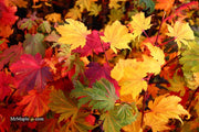- Acer japonicum 'Indian Summer' Full Moon Japanese Maple - Mr Maple │ Buy Japanese Maple Trees