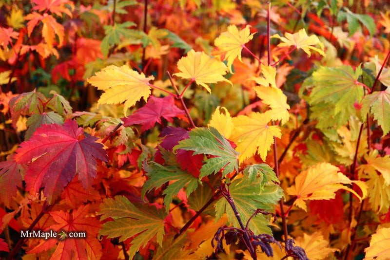 - Acer japonicum 'Indian Summer' Full Moon Japanese Maple - Mr Maple │ Buy Japanese Maple Trees