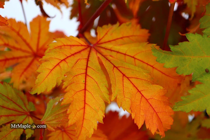 - Acer japonicum 'Indian Summer' Full Moon Japanese Maple - Mr Maple │ Buy Japanese Maple Trees