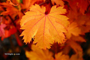 - Acer japonicum 'Indian Summer' Full Moon Japanese Maple - Mr Maple │ Buy Japanese Maple Trees