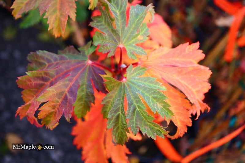 - Acer japonicum 'Indian Summer' Full Moon Japanese Maple - Mr Maple │ Buy Japanese Maple Trees