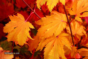 - Acer japonicum 'Indian Summer' Full Moon Japanese Maple - Mr Maple │ Buy Japanese Maple Trees