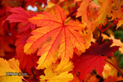 - Acer japonicum 'Indian Summer' Full Moon Japanese Maple - Mr Maple │ Buy Japanese Maple Trees
