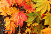 - Acer japonicum 'Indian Summer' Full Moon Japanese Maple - Mr Maple │ Buy Japanese Maple Trees