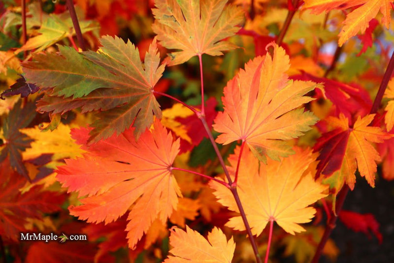 - Acer japonicum 'Indian Summer' Full Moon Japanese Maple - Mr Maple │ Buy Japanese Maple Trees