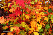 - Acer japonicum 'Indian Summer' Full Moon Japanese Maple - Mr Maple │ Buy Japanese Maple Trees