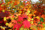 - Acer japonicum 'Indian Summer' Full Moon Japanese Maple - Mr Maple │ Buy Japanese Maple Trees