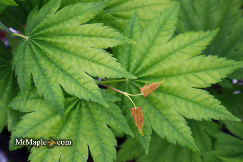 - Acer japonicum 'Itaya' Full Moon Japanese Maple - Mr Maple │ Buy Japanese Maple Trees