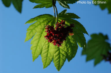 - Acer japonicum 'Itaya' Full Moon Japanese Maple - Mr Maple │ Buy Japanese Maple Trees