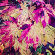 - Acer japonicum 'Itaya' Full Moon Japanese Maple - Mr Maple │ Buy Japanese Maple Trees