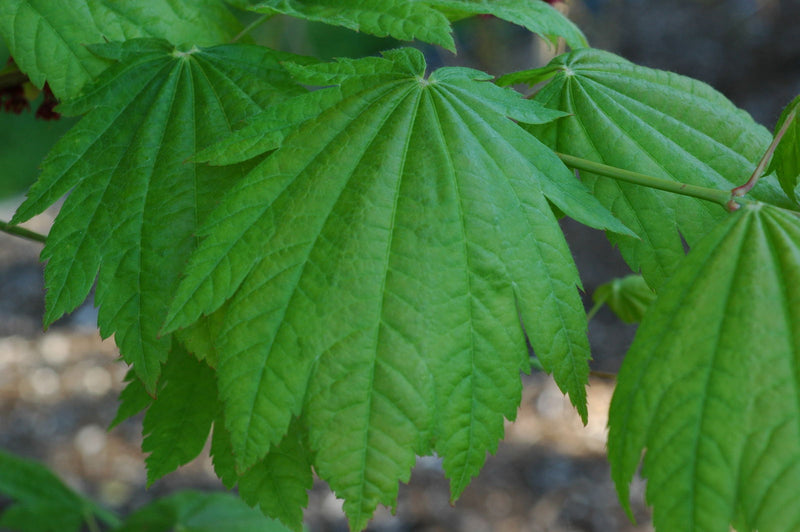 - Acer japonicum 'Itaya' Full Moon Japanese Maple - Mr Maple │ Buy Japanese Maple Trees