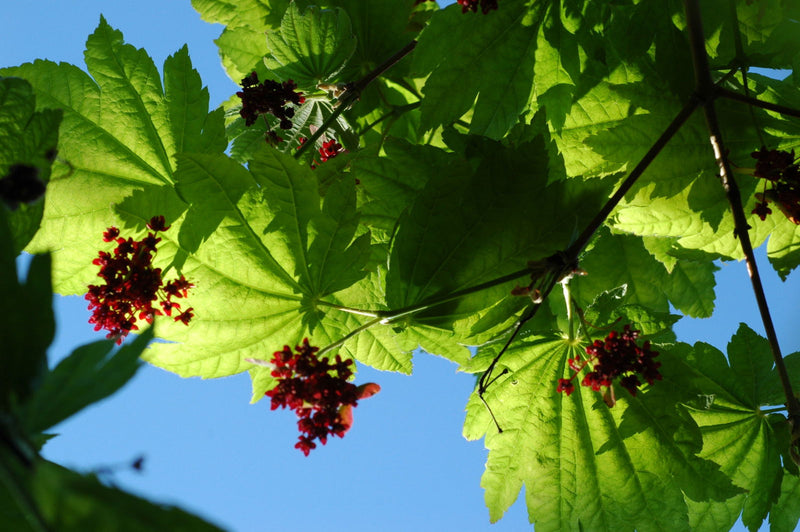 - Acer japonicum 'Itaya' Full Moon Japanese Maple - Mr Maple │ Buy Japanese Maple Trees