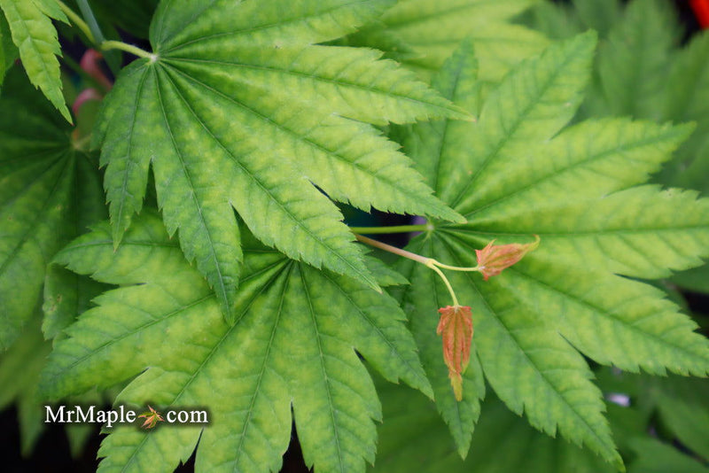 - Acer japonicum 'Itaya' Full Moon Japanese Maple - Mr Maple │ Buy Japanese Maple Trees