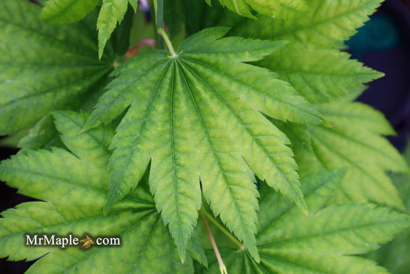 - Acer japonicum 'Itaya' Full Moon Japanese Maple - Mr Maple │ Buy Japanese Maple Trees