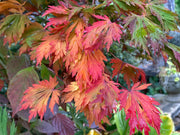 - Acer japonicum 'Longwood' Dancing Peacock Japanese Maple - Mr Maple │ Buy Japanese Maple Trees