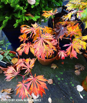 - Acer japonicum 'Longwood' Dancing Peacock Japanese Maple - Mr Maple │ Buy Japanese Maple Trees