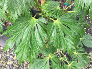 - Acer japonicum 'Longwood' Dancing Peacock Japanese Maple - Mr Maple │ Buy Japanese Maple Trees
