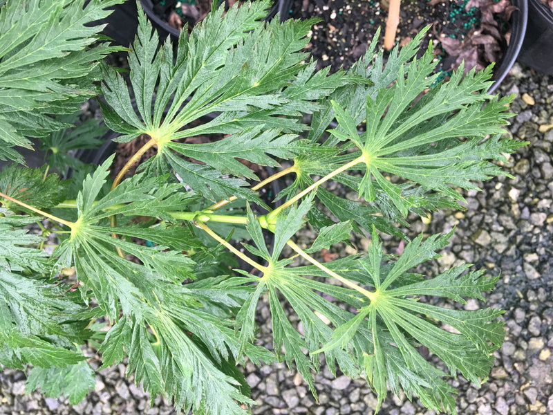 - Acer japonicum 'Longwood' Dancing Peacock Japanese Maple - Mr Maple │ Buy Japanese Maple Trees