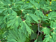 - Acer japonicum 'Longwood' Dancing Peacock Japanese Maple - Mr Maple │ Buy Japanese Maple Trees