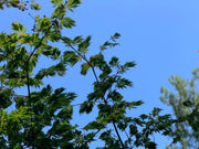 - Acer japonicum 'Longwood' Dancing Peacock Japanese Maple - Mr Maple │ Buy Japanese Maple Trees