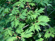 - Acer japonicum 'Longwood' Dancing Peacock Japanese Maple - Mr Maple │ Buy Japanese Maple Trees