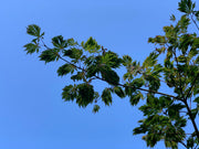 - Acer japonicum 'Longwood' Dancing Peacock Japanese Maple - Mr Maple │ Buy Japanese Maple Trees