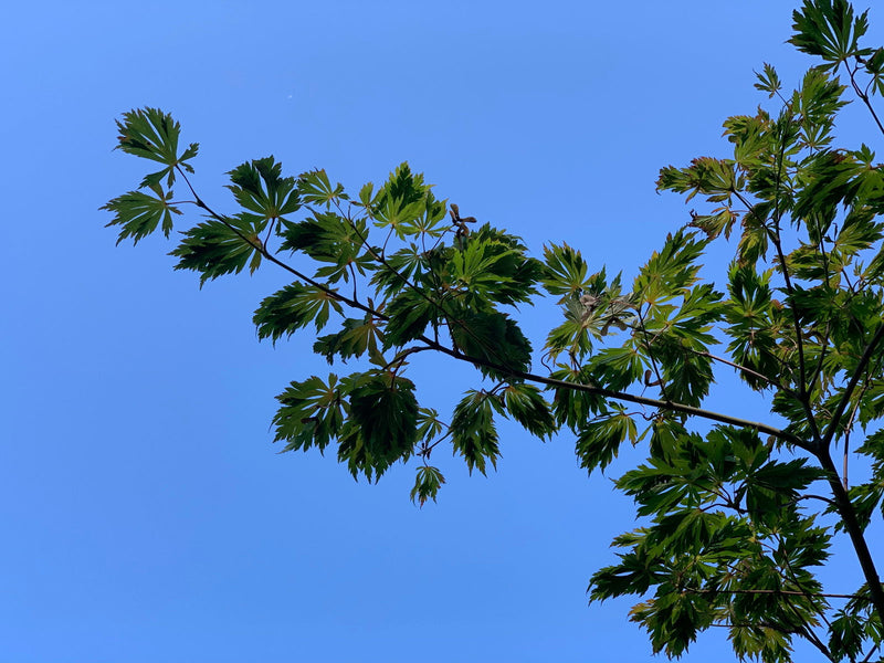 - Acer japonicum 'Longwood' Dancing Peacock Japanese Maple - Mr Maple │ Buy Japanese Maple Trees
