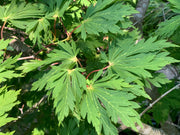 - Acer japonicum 'Longwood' Dancing Peacock Japanese Maple - Mr Maple │ Buy Japanese Maple Trees