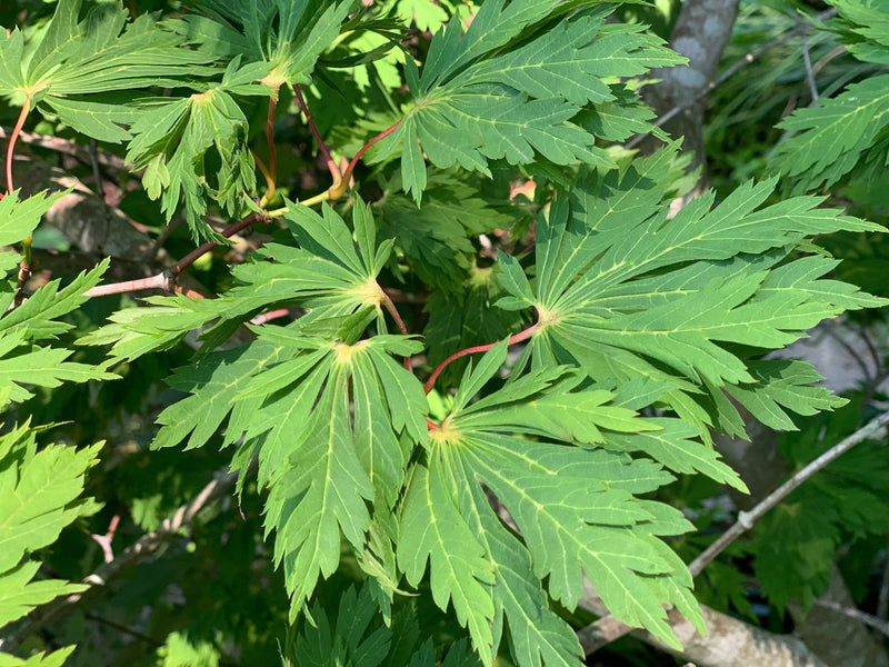 - Acer japonicum 'Longwood' Dancing Peacock Japanese Maple - Mr Maple │ Buy Japanese Maple Trees
