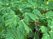 - Acer japonicum 'Longwood' Dancing Peacock Japanese Maple - Mr Maple │ Buy Japanese Maple Trees
