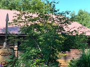 - Acer japonicum 'Longwood' Dancing Peacock Japanese Maple - Mr Maple │ Buy Japanese Maple Trees