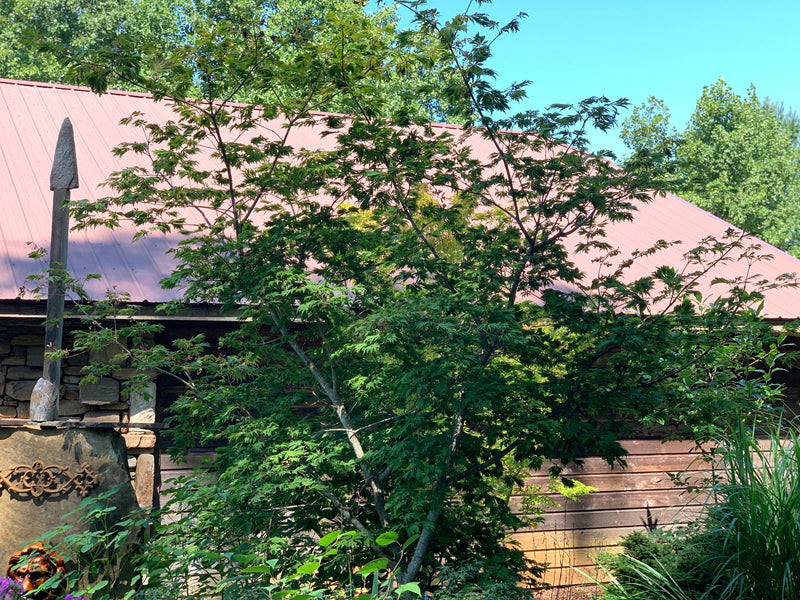 - Acer japonicum 'Longwood' Dancing Peacock Japanese Maple - Mr Maple │ Buy Japanese Maple Trees