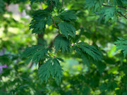 - Acer japonicum 'Longwood' Dancing Peacock Japanese Maple - Mr Maple │ Buy Japanese Maple Trees