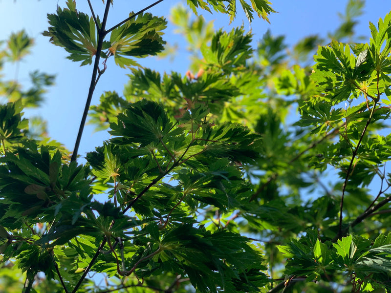 - Acer japonicum 'Longwood' Dancing Peacock Japanese Maple - Mr Maple │ Buy Japanese Maple Trees