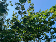 - Acer japonicum 'Longwood' Dancing Peacock Japanese Maple - Mr Maple │ Buy Japanese Maple Trees