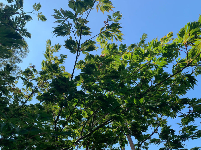 - Acer japonicum 'Longwood' Dancing Peacock Japanese Maple - Mr Maple │ Buy Japanese Maple Trees