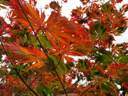- Acer japonicum 'Longwood' Dancing Peacock Japanese Maple - Mr Maple │ Buy Japanese Maple Trees