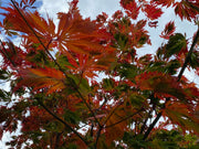 - Acer japonicum 'Longwood' Dancing Peacock Japanese Maple - Mr Maple │ Buy Japanese Maple Trees