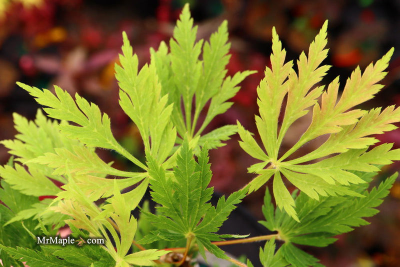 - Acer japonicum 'Longwood' Dancing Peacock Japanese Maple - Mr Maple │ Buy Japanese Maple Trees