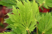 - Acer japonicum 'Longwood' Dancing Peacock Japanese Maple - Mr Maple │ Buy Japanese Maple Trees