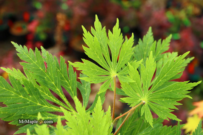 - Acer japonicum 'Longwood' Dancing Peacock Japanese Maple - Mr Maple │ Buy Japanese Maple Trees