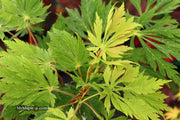 - Acer japonicum 'Longwood' Dancing Peacock Japanese Maple - Mr Maple │ Buy Japanese Maple Trees