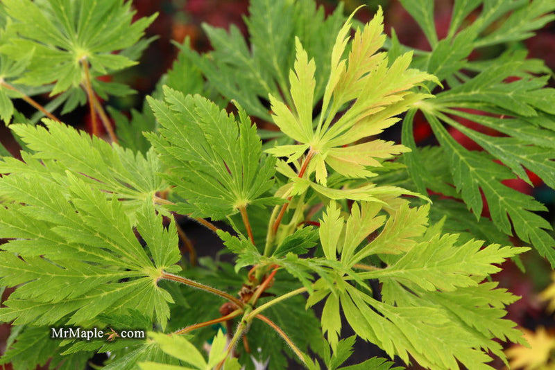 - Acer japonicum 'Longwood' Dancing Peacock Japanese Maple - Mr Maple │ Buy Japanese Maple Trees