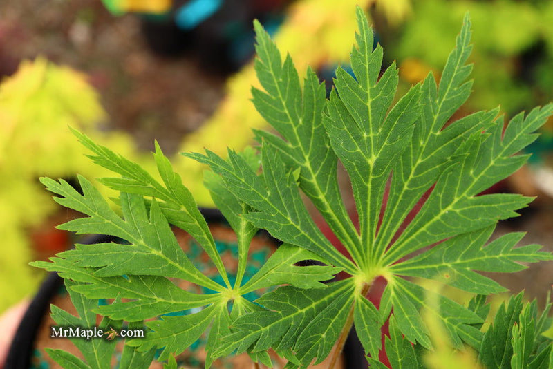 - Acer japonicum 'Longwood' Dancing Peacock Japanese Maple - Mr Maple │ Buy Japanese Maple Trees