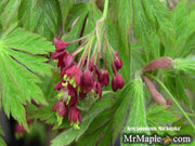 - FOR PICKUP ONLY | Acer japonicum 'Mai kujaku' Dancing Peacock Japanese Maple | DOES NOT SHIP - Mr Maple │ Buy Japanese Maple Trees