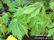 - FOR PICKUP ONLY | Acer japonicum 'Mai kujaku' Dancing Peacock Japanese Maple | DOES NOT SHIP - Mr Maple │ Buy Japanese Maple Trees