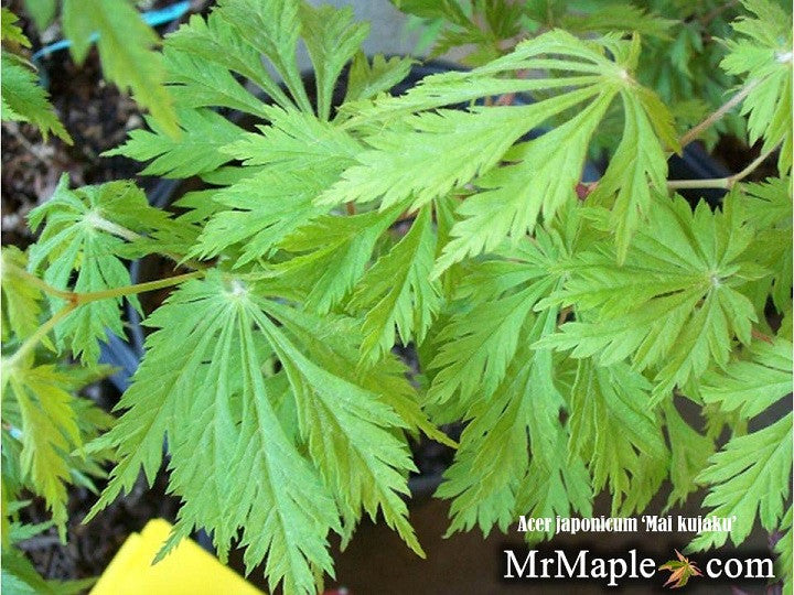 - FOR PICKUP ONLY | Acer japonicum 'Mai kujaku' Dancing Peacock Japanese Maple | DOES NOT SHIP - Mr Maple │ Buy Japanese Maple Trees